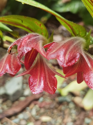 Columnea raymondii, photograph 3