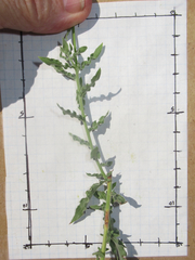 Oenothera cinerea cinerea