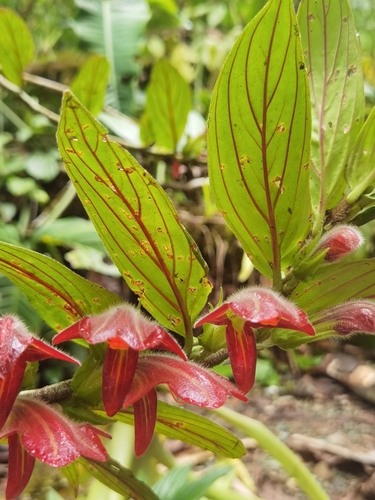 Columnea raymondii, photograph 4