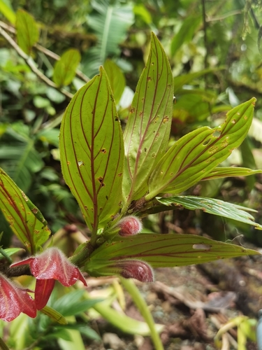 Columnea raymondii, photograph 5