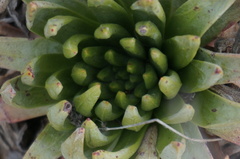 Dudleya virens insularis