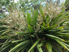 Cordyline obtecta