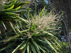 Cordyline obtecta