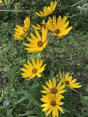 Helianthus simulans