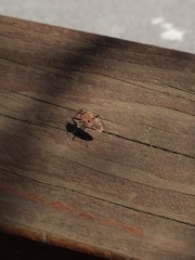 Physopelta quadriguttata