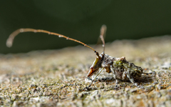 Hoherius meinertzhageni