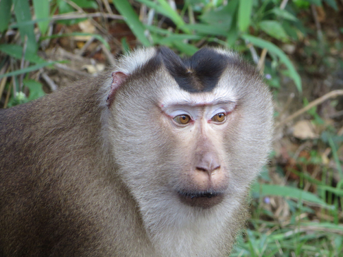 Northern Pig-tailed Macaque, photo 4 of 10