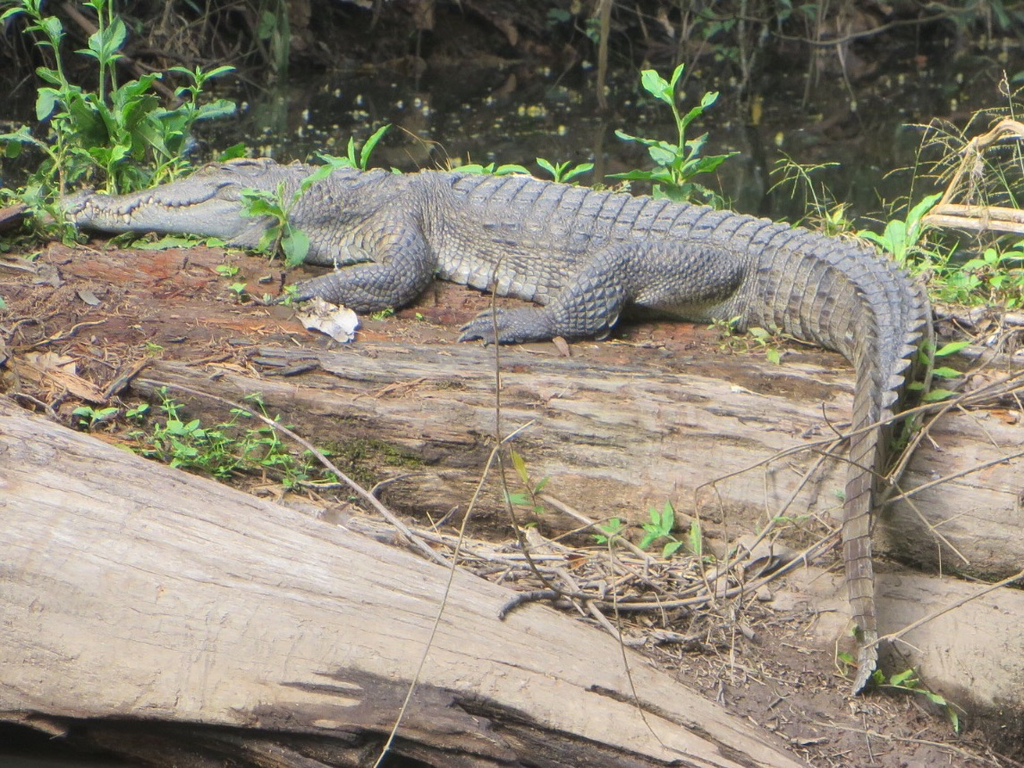 Cocodrilo de Siam (Crocodylus siamensis) · iNaturalist Ecuador