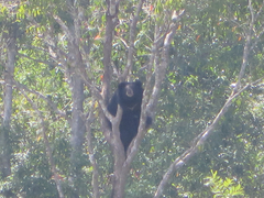 Ursus thibetanus mupinensis