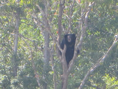 Ursus thibetanus mupinensis