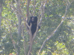 Ursus thibetanus mupinensis