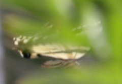 Papilio rutulus