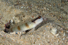 Mask Shrimpgoby photo 3