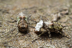 Hoherius meinertzhageni