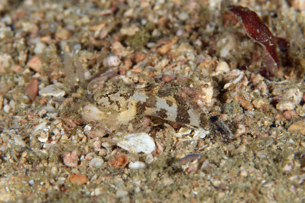 Stellar Goby