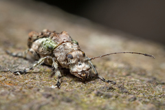Hoherius meinertzhageni