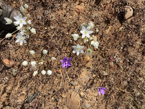 iNaturalist observation photo of white brodiaea