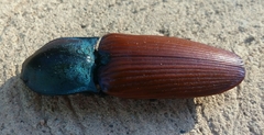 Chalcolepidius rubripennis