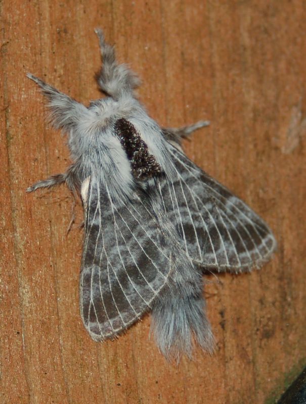 Tolype Moths
