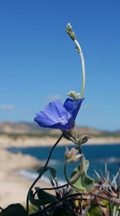 Jacquemontia abutiloides