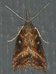 Hypena humuli