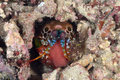 Mantis Shrimp