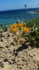 Bebbia atriplicifolia