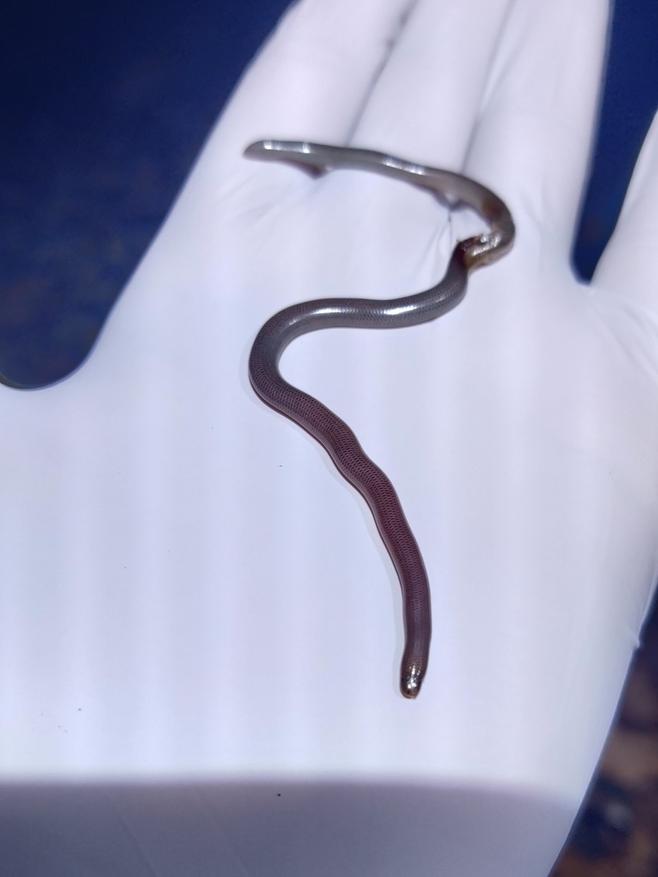 Montiserrat Worm Snake photo 2