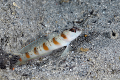 Redmargin Shrimpgoby photo 2