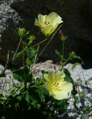 Hibiscus ribifolius