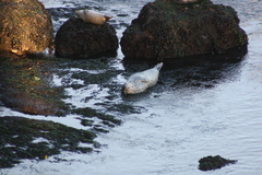 Phoca vitulina
