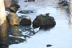 Phoca vitulina