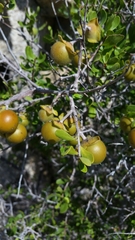 Diospyros intricata
