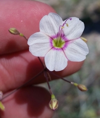 Commicarpus brandegeei