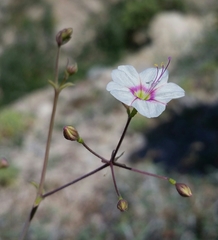 Commicarpus brandegeei