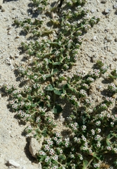 Euphorbia leucophylla