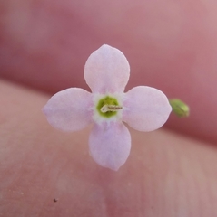 Stenotis asperuloides