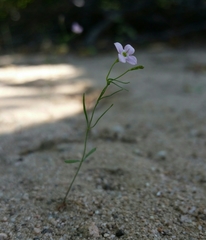Stenotis asperuloides