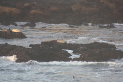 Phoca vitulina