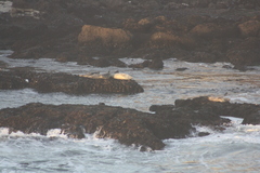 Phoca vitulina