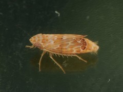 Latalus personatus
