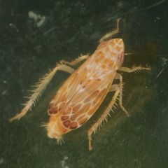 Latalus personatus