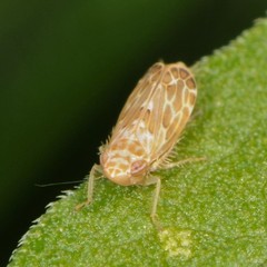 Latalus personatus