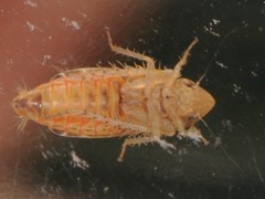 Latalus personatus