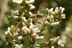 Vespula sulphurea