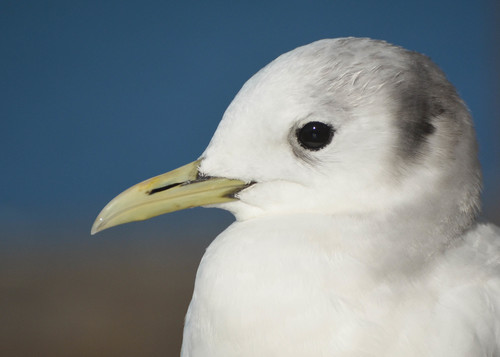 Black-legged Kittiwake