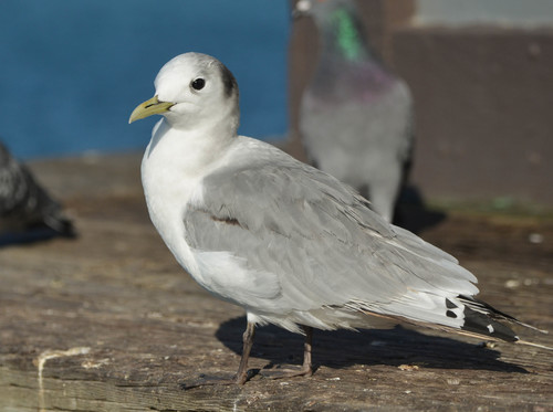 Black-legged Kittiwake