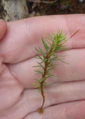 Polytrichadelphus magellanicus