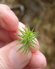 Polytrichadelphus magellanicus