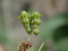 Commicarpus brandegeei